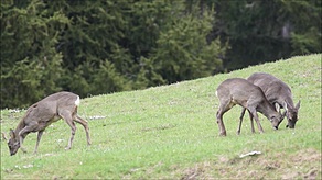 Rehwild im ersten Grün aesend.